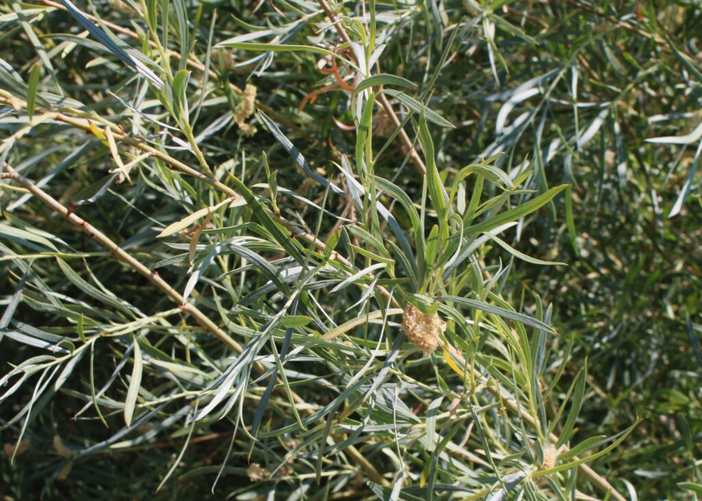 Closeup of Himu (willow) leaves