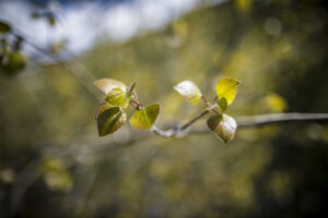 Green spring aspen leaves on a branch against a blurred background