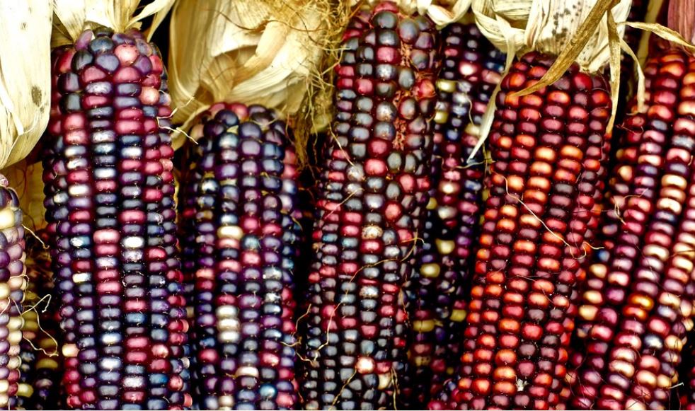 Multiple ears of shucked multicolored corn, in shades of blue, red, and purple