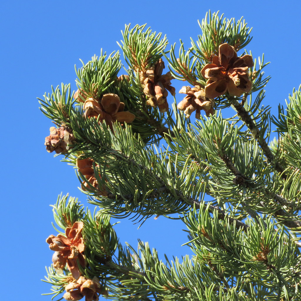 Pinon pine and open cones against a blue background