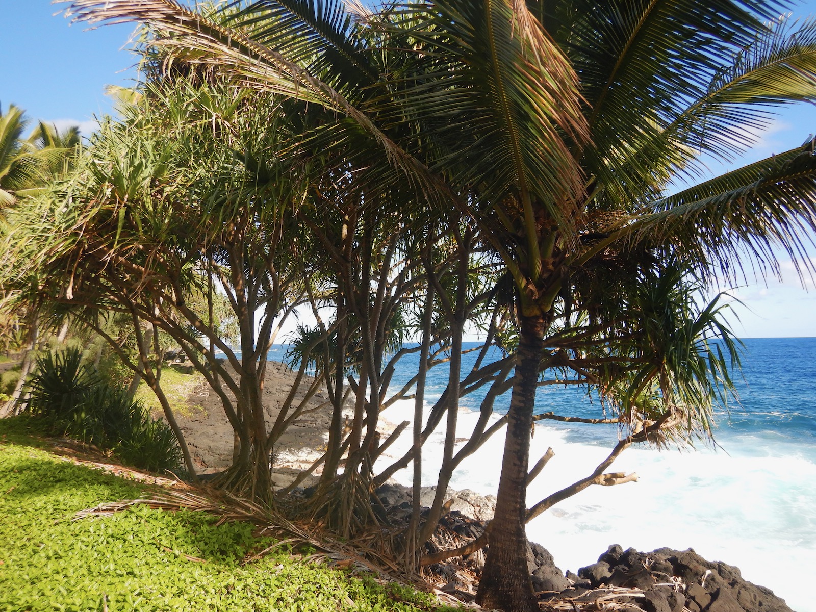 Grove of hala (palm) trees beside the ocean in Hawaii