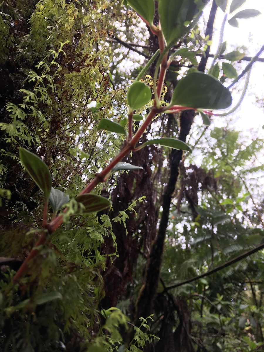 Kūlani forest.