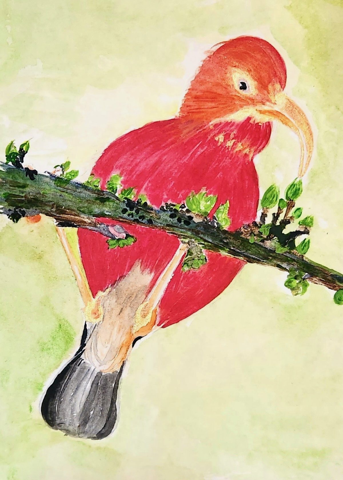 Painting of a red ʻIʻiwipolena bird hanging upside-down from a branch