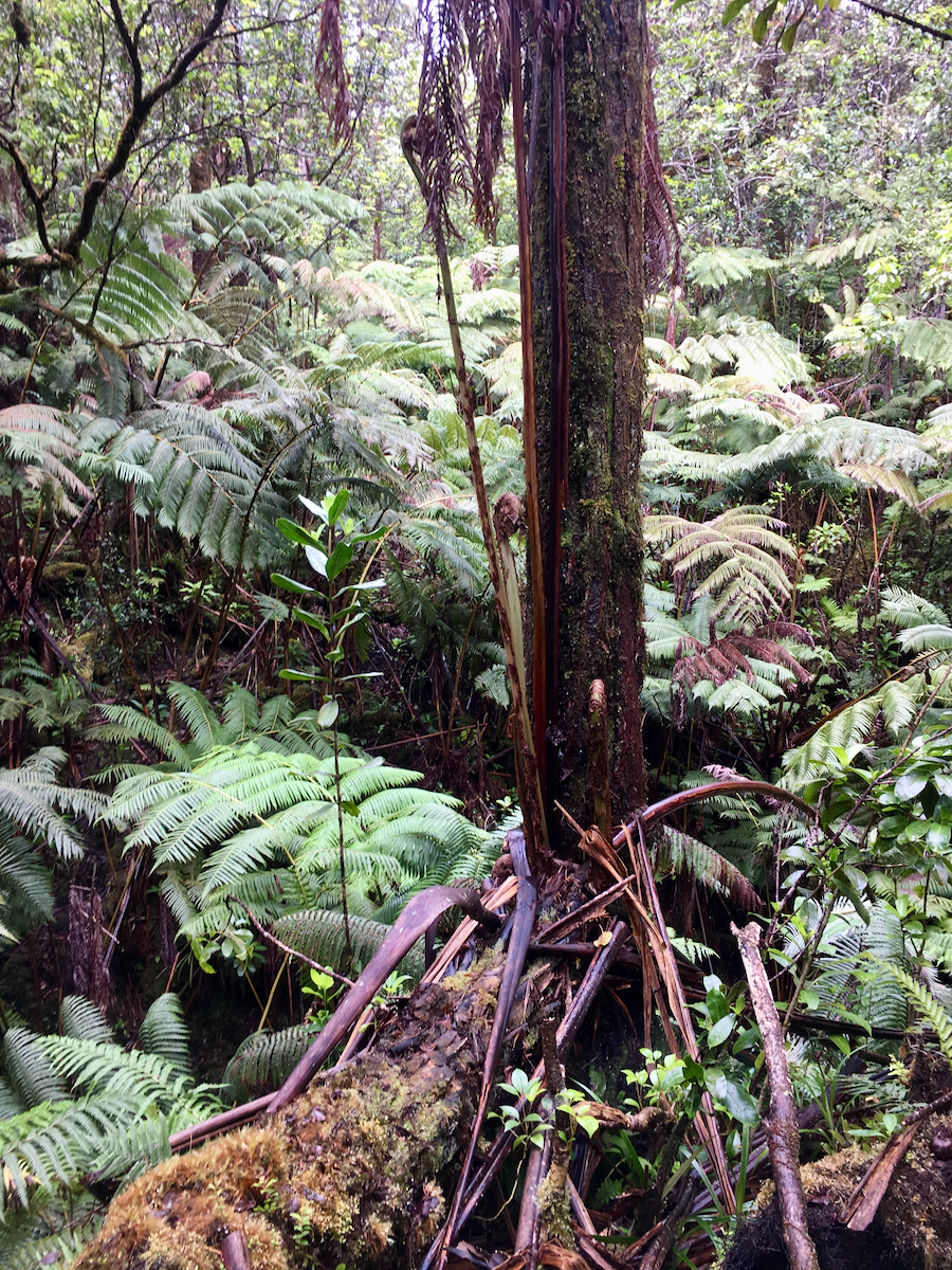 Ferns of Kūlani Forest