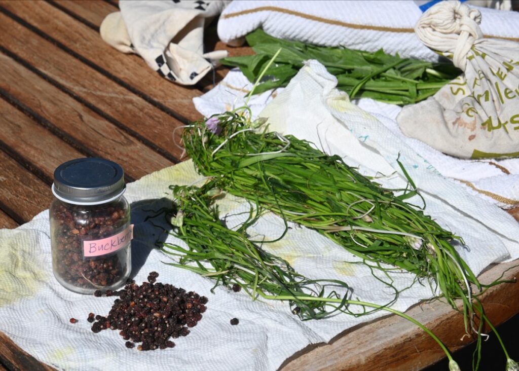 Jar of buckberry (buffalo berry), wild onions