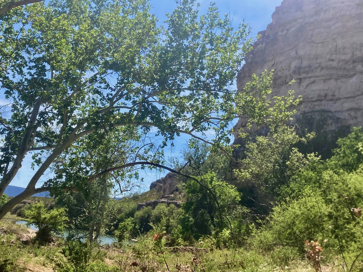 cottonwood tree near rock face