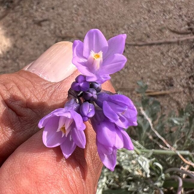 flower of an edible wild bulb