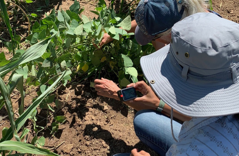 person working with plant in field