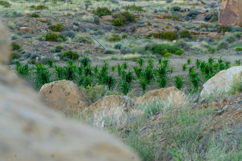 A field of Hopi corn