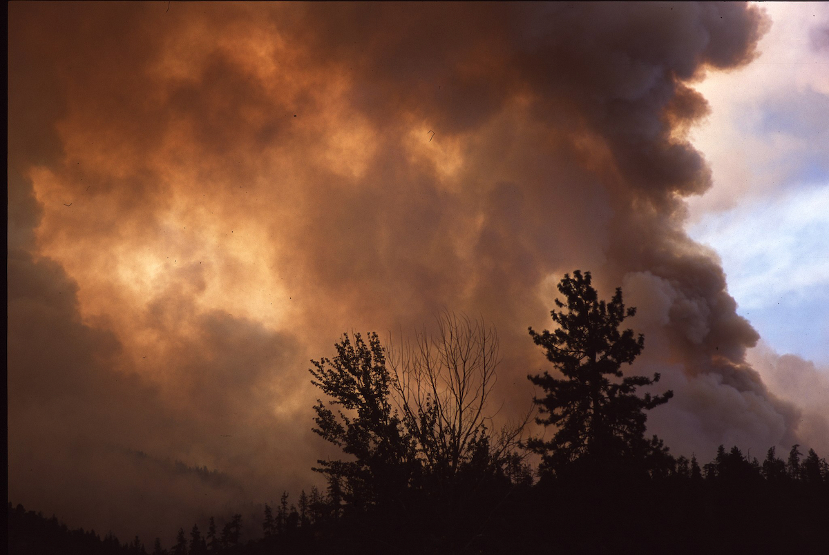 wildfire smoke billows into sky above a forest