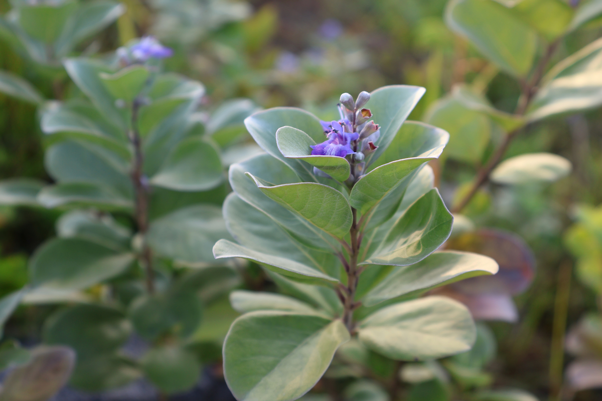 Pohinahina (Vitex rotundifolia)