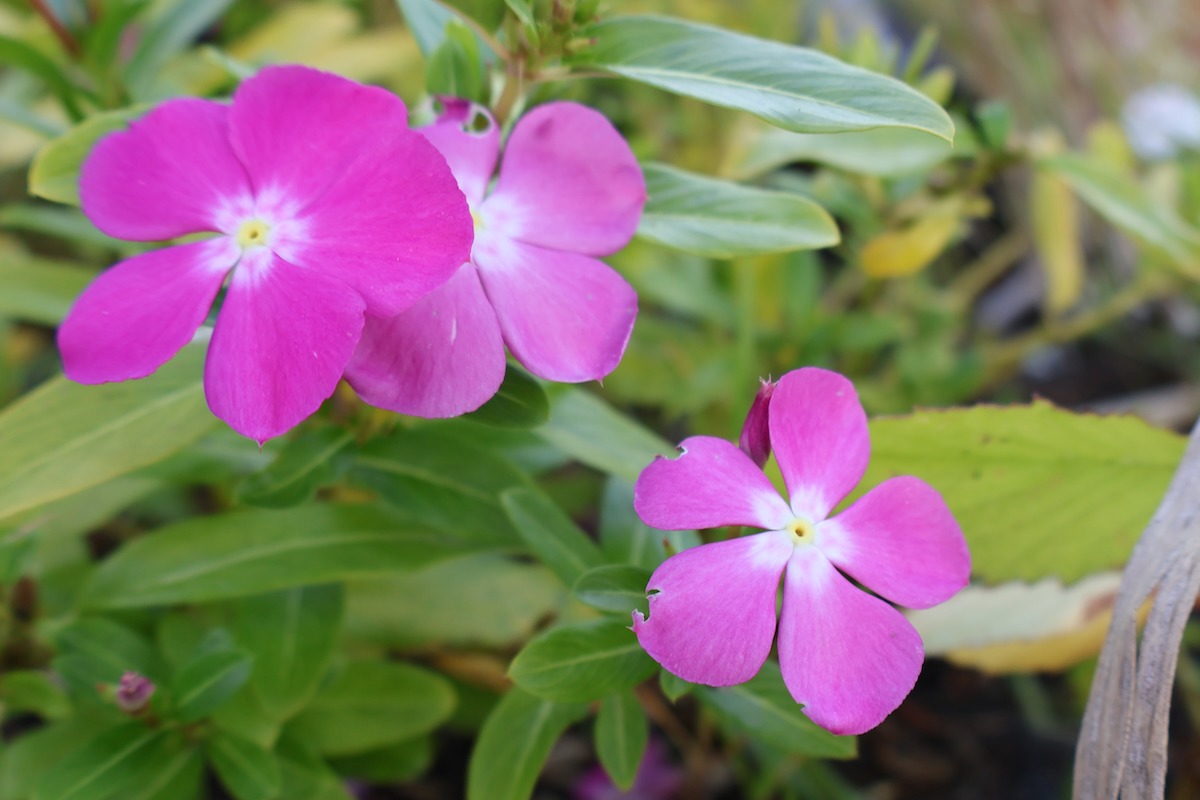 Kihapai (Catharanthus roseus)