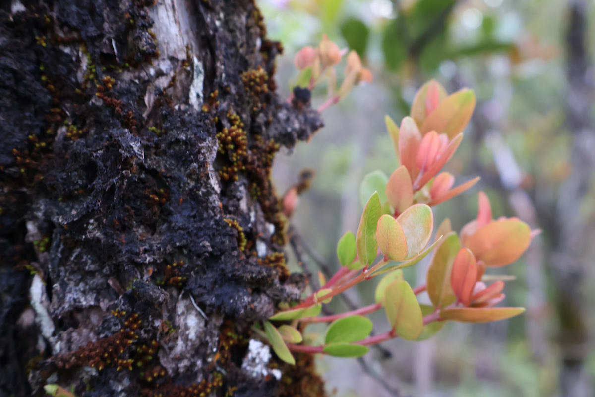 Ohia (metrosideros polymorpha)