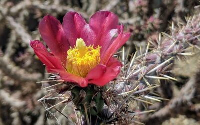 Climate Reporter Interns Explore Climate Change on Native Lands