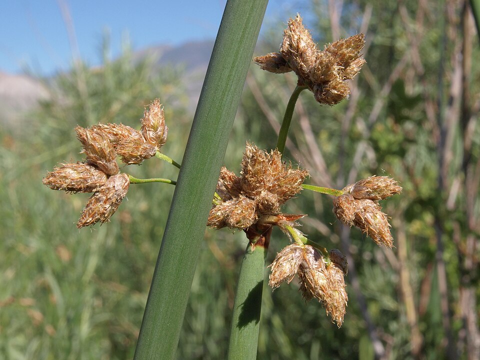 closeup of a flowering tule plant