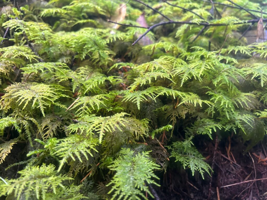 ferns