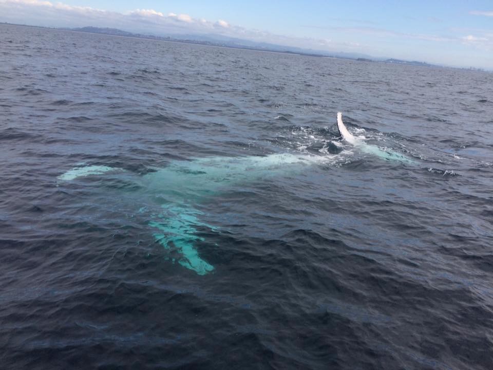 humpback whale